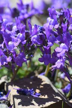 Image of Toadflax