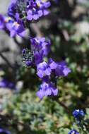 Image of Toadflax