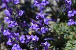 Image of Toadflax