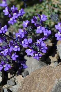 Image of Toadflax