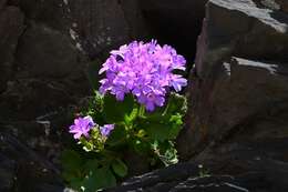 Image of Primula hirsuta All.