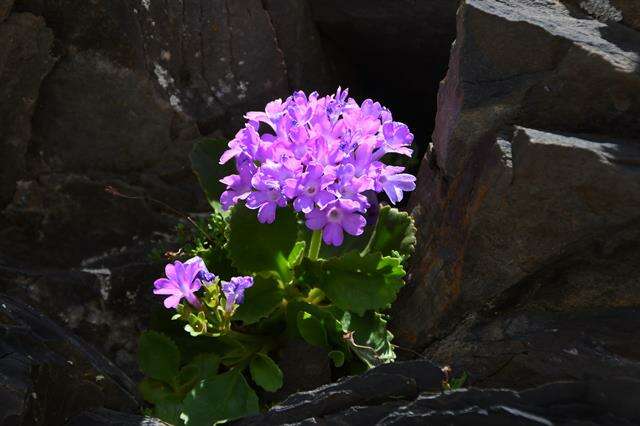 Image of Primula hirsuta All.