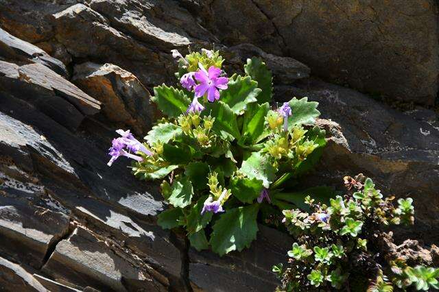 Image of Primula hirsuta All.