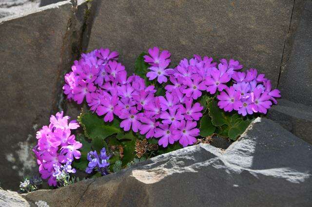 Image of Primula hirsuta All.