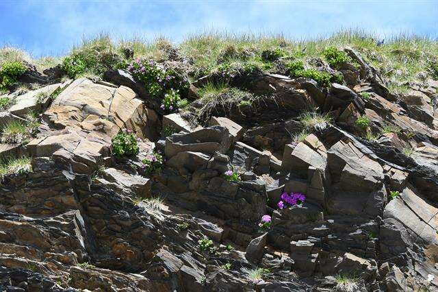 Image of Primula hirsuta All.