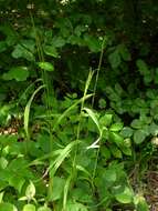 Image of Wildrye or Wheatgrass