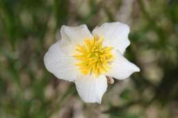 Image of Ranunculus pyrenaeus L.