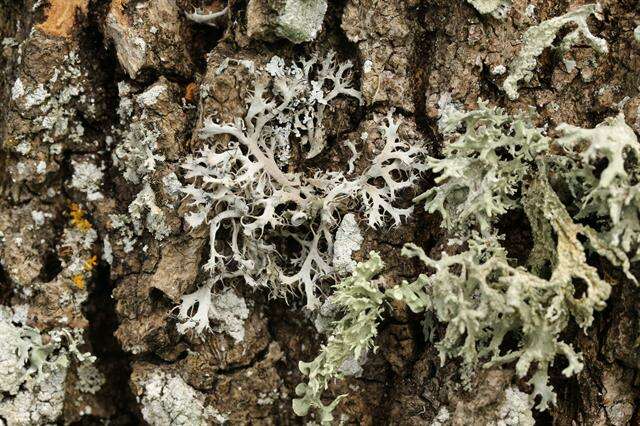 Image of fringed lichen