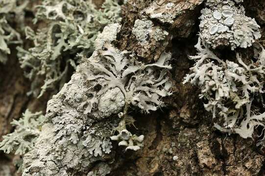 Image of fringed lichen