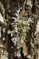 Image of fringed lichen