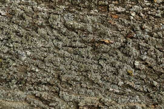 Image of fringed lichen