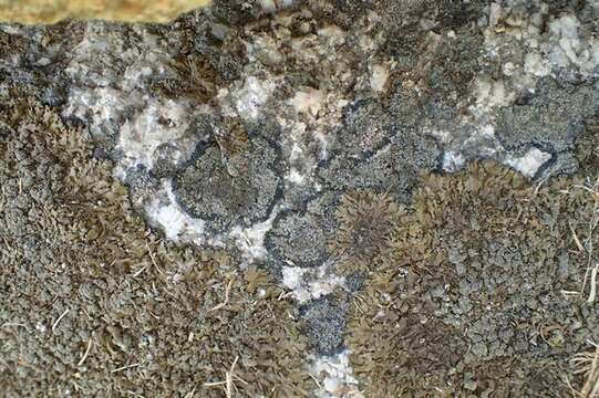 Image of disc lichen