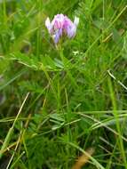 Слика од Astragalus agrestis Douglas ex Hook.