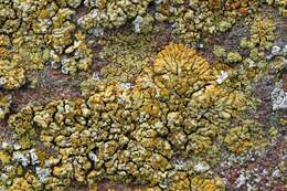 Image of orange lichen