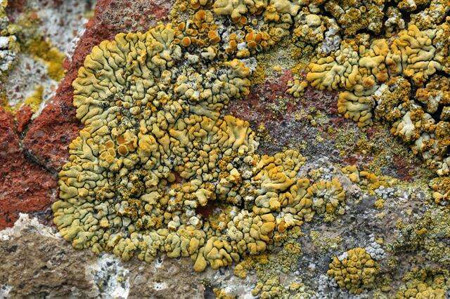 Image of orange lichen