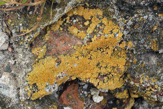 Image of orange lichen