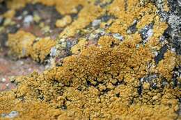 Image of orange lichen