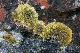 Image of orange lichen