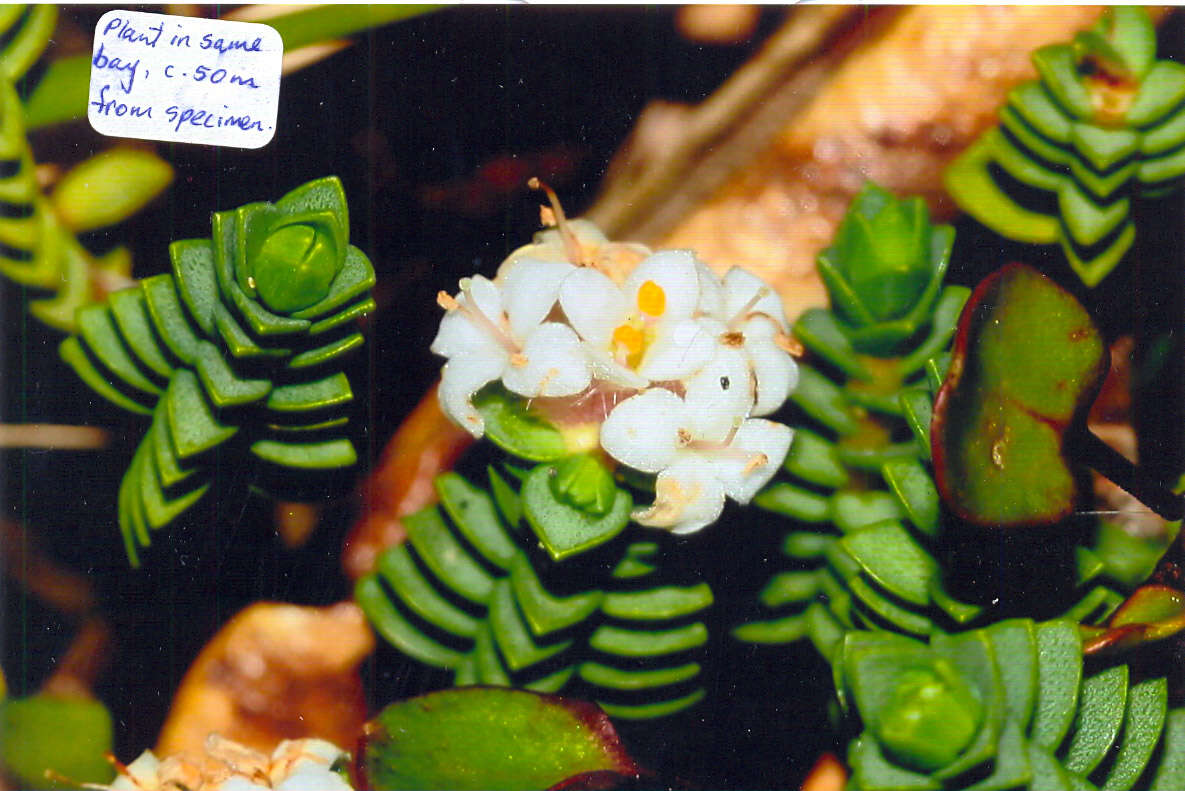 Image of Pimelea urvilleana A. Rich.