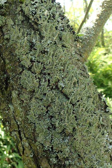 Image of Mealy Pixie-cup Lichen