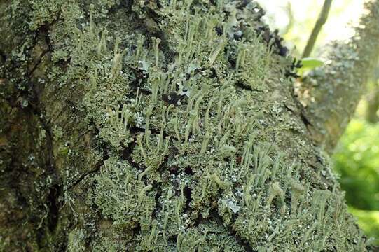 Image of Mealy Pixie-cup Lichen