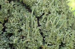 Image of Mealy Pixie-cup Lichen