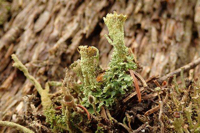 Image of Mealy Pixie-cup Lichen