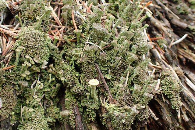 Image of Mealy Pixie-cup Lichen