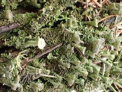 Image of Mealy Pixie-cup Lichen