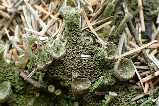 Image of Mealy Pixie-cup Lichen