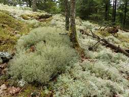 Image of ciliate reindeer lichen