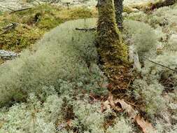 Image of ciliate reindeer lichen