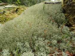 Image of ciliate reindeer lichen