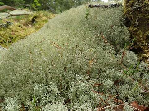 Image of ciliate reindeer lichen