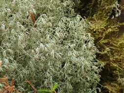 Image of ciliate reindeer lichen