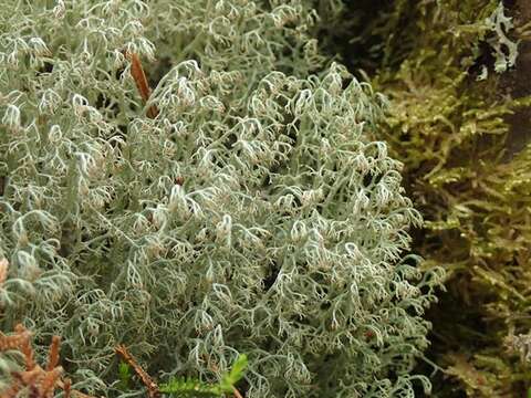 Image of ciliate reindeer lichen