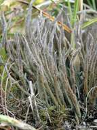 Image of cup lichen