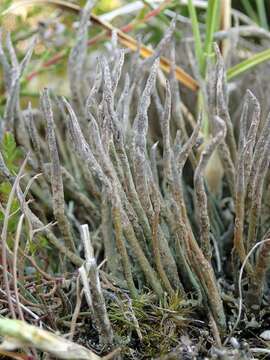 Cladonia cornuta (L.) Hoffm.的圖片