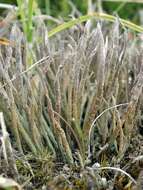 Image of cup lichen