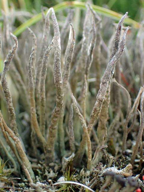 Image of cup lichen