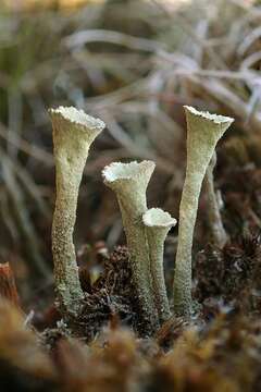 Image of deformed cup lichen