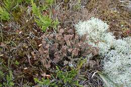 Plancia ëd Cladonia gracilis (L.) Willd.