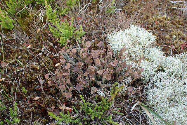 Image of cup lichen