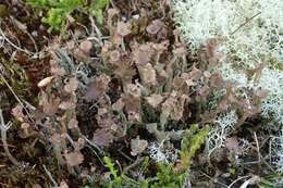 Image of cup lichen