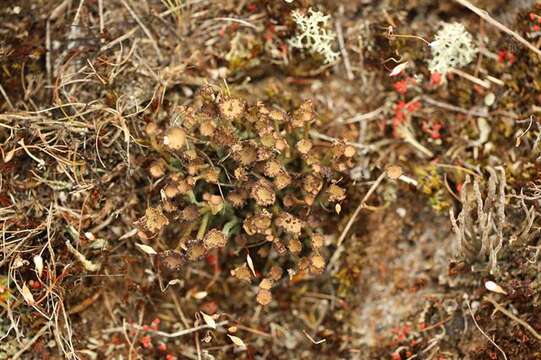 Image of cup lichen