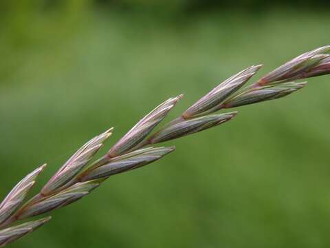 Слика од Elymus