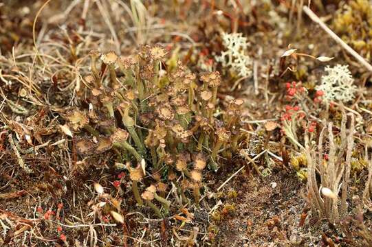 Image of cup lichen