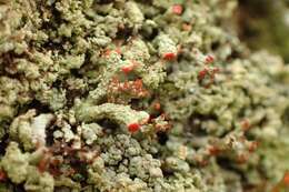 Image of cup lichen