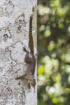 Heliosciurus punctatus (Temminck 1853) resmi