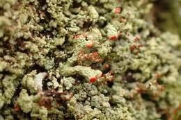 Image of cup lichen